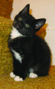 black and white tuxedo kitten sitting on stairs